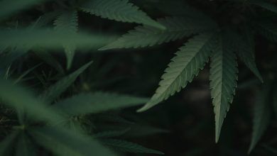 01opinion Thepoint Firestone Marijuana Cpvk Facebookjumbo.jpg