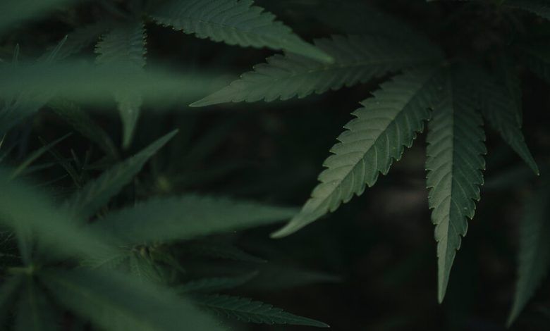 01opinion Thepoint Firestone Marijuana Cpvk Facebookjumbo.jpg