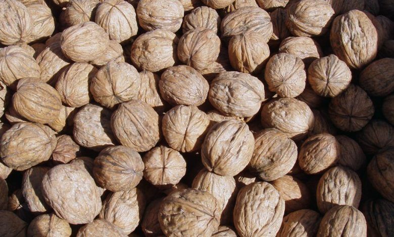 01xp Walnuts2 Facebookjumbo.jpg
