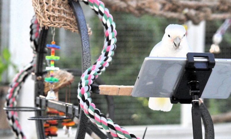 12parrots 01 Qcwt Facebookjumbo.jpg