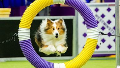 13dogshow 04 Wvbj Facebookjumbo V2.jpg