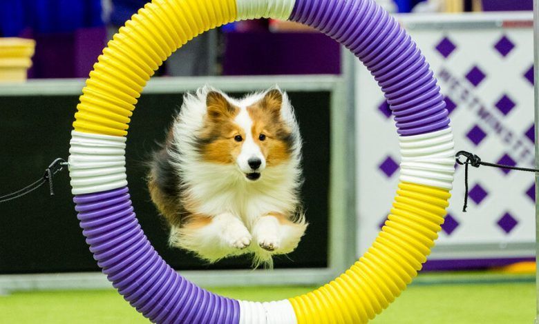 13dogshow 04 Wvbj Facebookjumbo V2.jpg