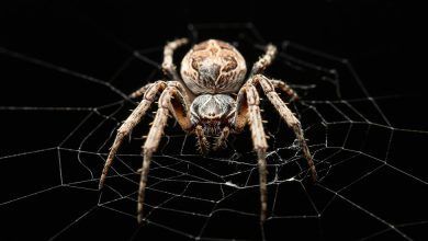16tb Spider Sound System Zqtl Facebookjumbo.jpg