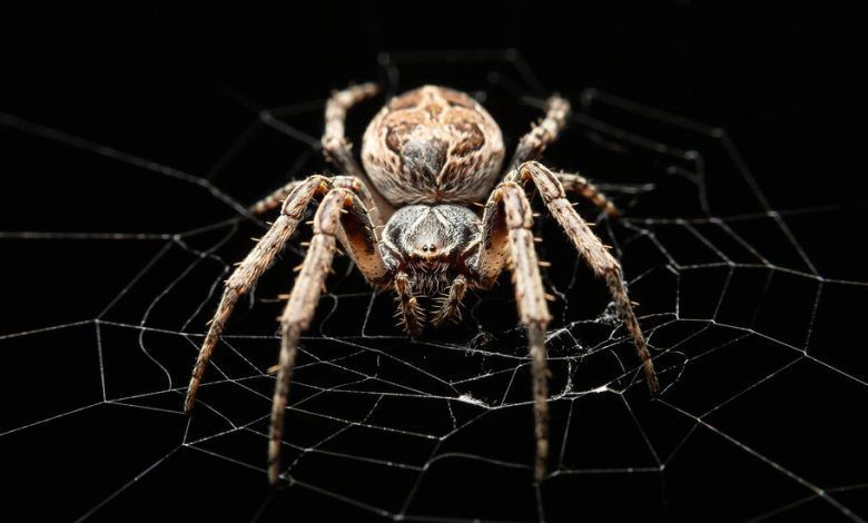 16tb Spider Sound System Zqtl Facebookjumbo.jpg