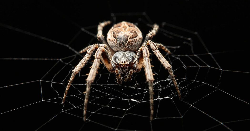 La araña Itsy Bitsy inspiró un micrófono – Ultima Fuente