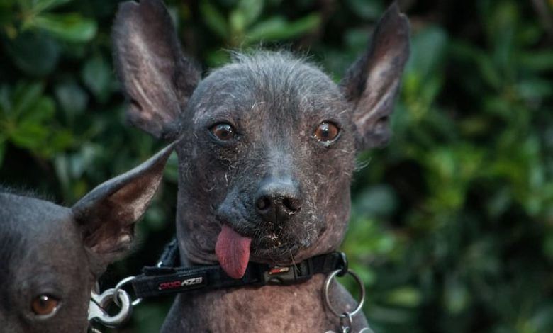1715514390 523647 Perros Condesa 4 Impreso.jpg