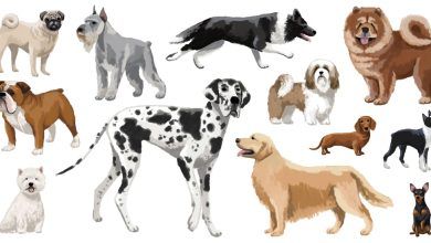 2024 02 27 Dog Inbreeding Index Facebookjumbo.jpg