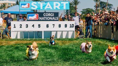 29corgi Snapper Cover Lvgc Facebookjumbo.jpg