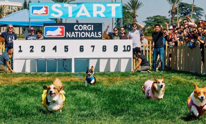 29corgi Snapper Cover Lvgc Facebookjumbo.jpg