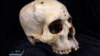 29tb Brain Cancer 01 Hbjf Facebookjumbo.jpg
