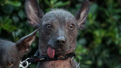 523647 Perros Condesa 4 Impreso.jpg