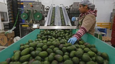 916314 Aguacate Jalisco 9 Web Fernando Carranza Garcia Cuartoscuro.jpg