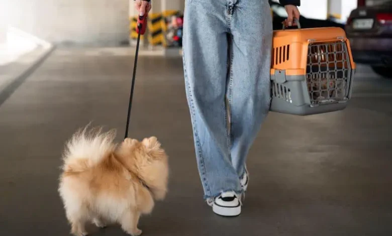 Front View Woman With Cute Dog.jpg