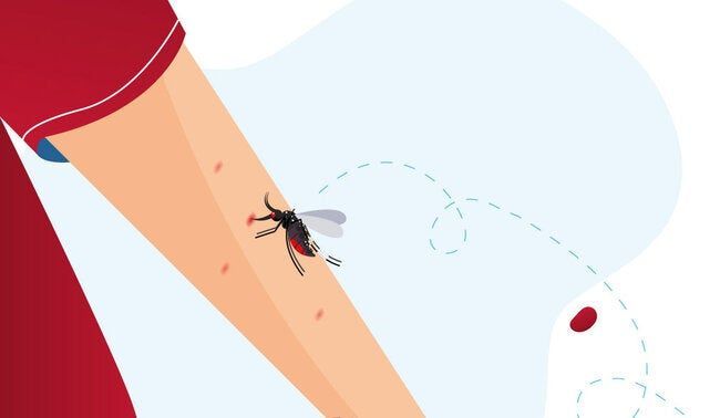 Mosquito Bite 1013 589.jpg