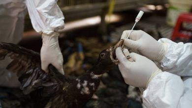 Xx Cambodia Birdflu 01 Bpzj Facebookjumbo.jpg