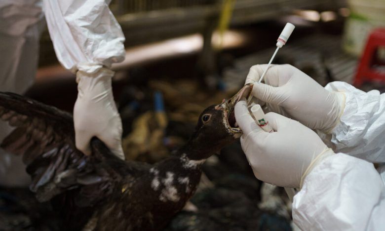 Xx Cambodia Birdflu 01 Bpzj Facebookjumbo.jpg