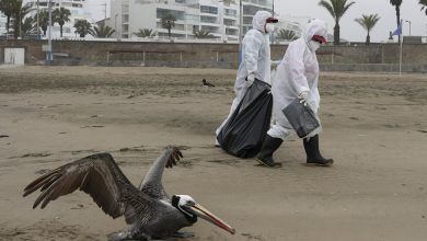 00bird Flu Epidemic Facebookjumbo.jpg