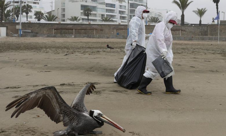 00bird Flu Epidemic Facebookjumbo.jpg