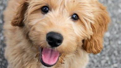 09goldendoodles Qmtl Facebookjumbo.jpg