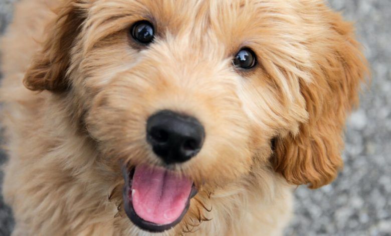 09goldendoodles Qmtl Facebookjumbo.jpg