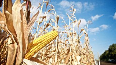 1719650976 Corn Shutterstock.jpg
