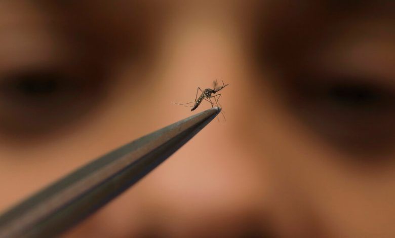 24dengue Explainer 01 Pgkt Facebookjumbo.jpg