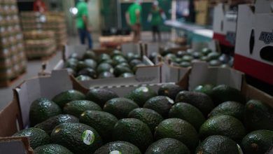 928593 Exportacion Aguacate Michoacan 3 Impreso.jpg