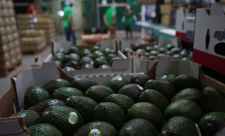 928593 Exportacion Aguacate Michoacan 3 Impreso.jpg