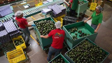 928595 Exportacion Aguacate Michoacan 5 Impreso.jpg