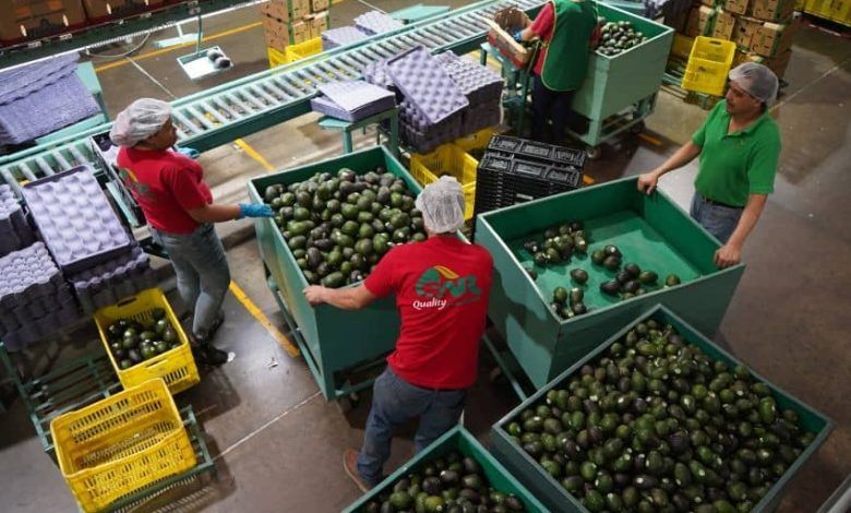 928595 Exportacion Aguacate Michoacan 5 Impreso.jpg