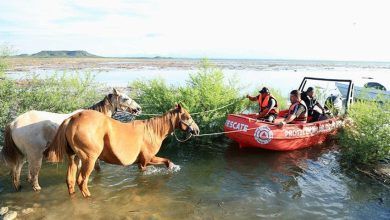 Horses Being Rescued Samuel Garcia X.jpg