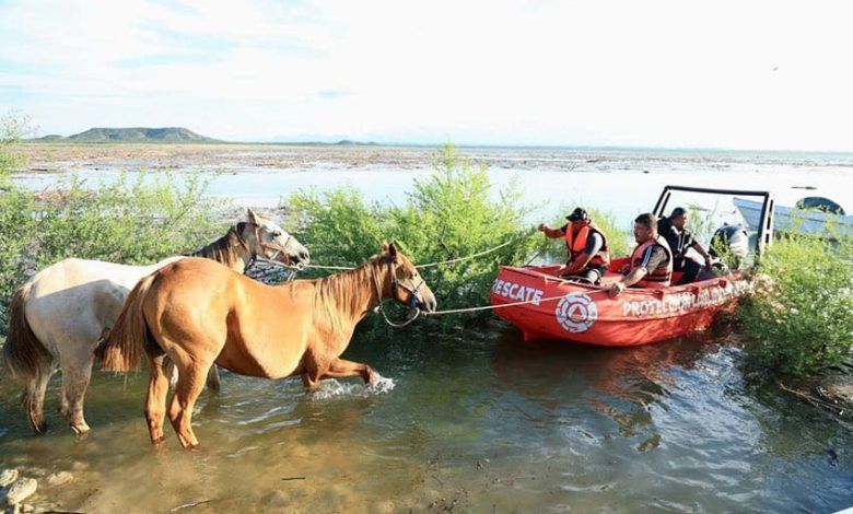 Horses Being Rescued Samuel Garcia X.jpg