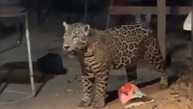Jaguar Screen Capture.jpg