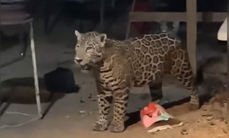 Jaguar Screen Capture.jpg