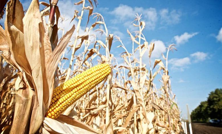 Corn Shutterstock.jpg