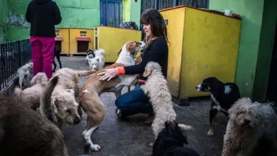 Mex Dog Rescue@2x.jpg