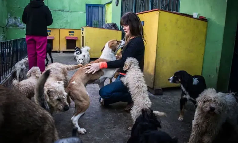 Mex Dog Rescue@2x.jpg