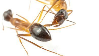 02tb Amputating Ants 01 Kphm Facebookjumbo.jpg
