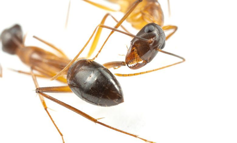 02tb Amputating Ants 01 Kphm Facebookjumbo.jpg