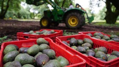 Avocado Uruapan.jpg