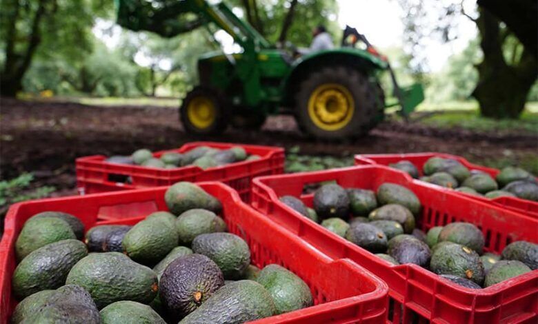 Avocado Uruapan.jpg