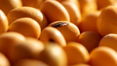 Header Soja Agrotoxicos.jpg