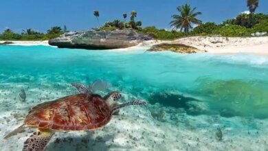 Yucatan Wildlife Sea Animals In Mexico Copy.jpg