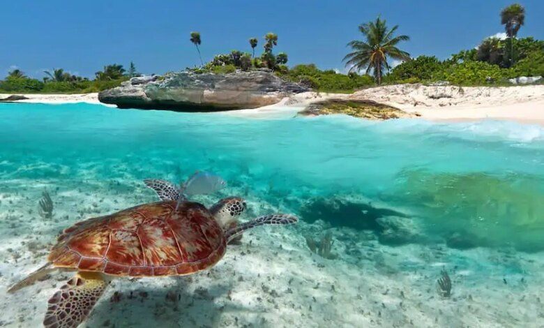 Yucatan Wildlife Sea Animals In Mexico Copy.jpg