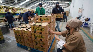 839513 Periban Produccion Aguacate 12 Impreso.jpg