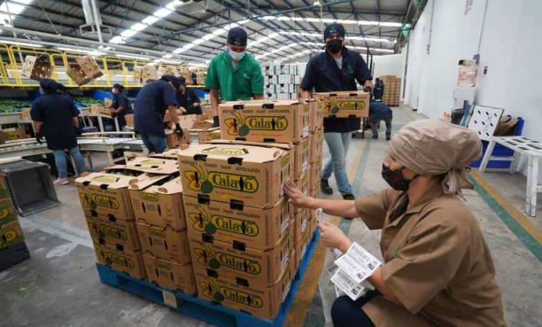 839513 Periban Produccion Aguacate 12 Impreso.jpg