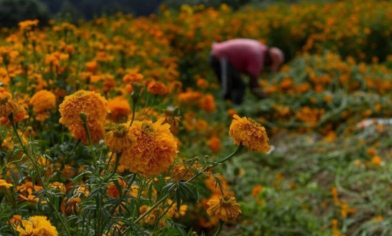 952968 Corte Flor De Cempasuchil Putla 3.jpg Impreso.jpg