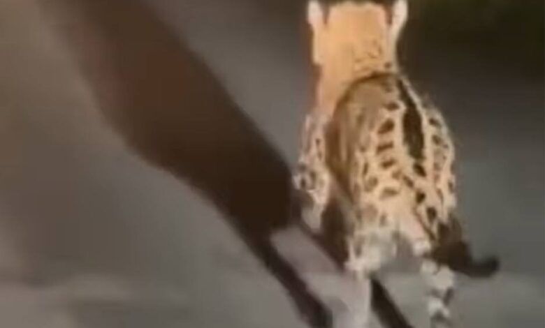 Photo 2024 10 16 15.03.47.jpeg