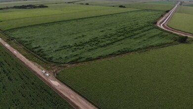 Short Corn.jpg