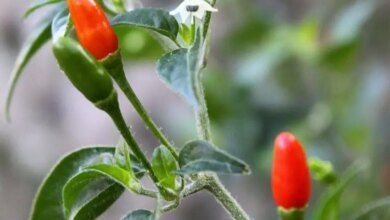 Chile Pequin Fruit And Flower Closeup 1.jpg